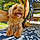 Abbie