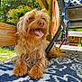 dog, outdoor, porch, sunlight, happy, tongue_out, fur, pet, wood, chair, patterned_rug, flower_pot, greenery, relaxing, animal, summer, smiling, tongue, nature, domestic_dog