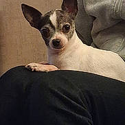 Cookie a rejoint le concours — aidez-le/la à gagner de superbes lots ! dog, chihuahua, pet, small_dog, ears, eyes, paw, lap, indoors, sofa, sitting, portrait, companion, white_fur, brown_fur, closeup, cozy, sweatshirt, human_partial, alert