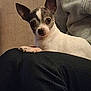 dog, chihuahua, pet, small_dog, ears, eyes, paw, lap, indoors, sofa, sitting, portrait, companion, white_fur, brown_fur, closeup, cozy, sweatshirt, human_partial, alert