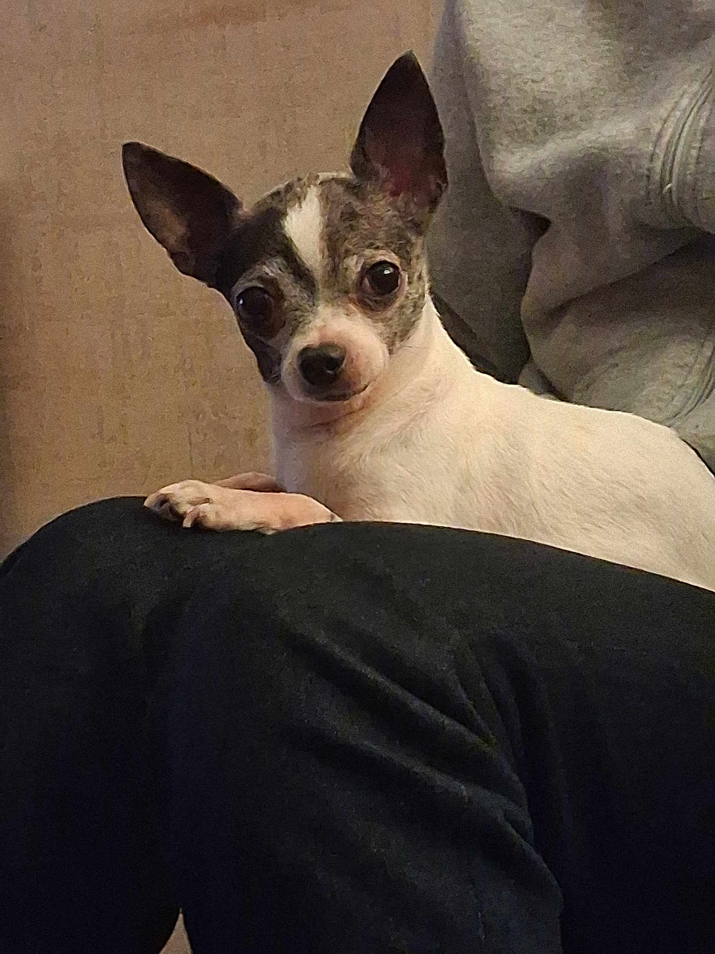 Cookie a rejoint le concours — aidez-le/la à gagner de superbes lots ! dog, chihuahua, pet, small_dog, ears, eyes, paw, lap, indoors, sofa, sitting, portrait, companion, white_fur, brown_fur, closeup, cozy, sweatshirt, human_partial, alert