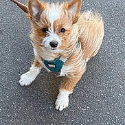 Snoopy participe au concours pour gagner de l'argent avec cette photo : dog, puppy, leash, harness, fur, cute, pet, outdoor, pavement, walking, small_dog, brown, white, animal, canine, ears, face, sitting, alert, companion
