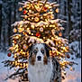 dog, australian_shepherd, snow, christmas_tree, lights, ornaments, winter, outdoor, festive, holiday, nature, animal, pet, forest, tree, decorations, bokeh, cold, seasonal, canine
