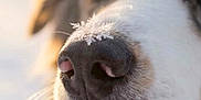 Uindy participe au concours pour gagner de l'argent avec cette photo : animal, black_nose, blue_eye, blurred_background, brown_fur, canine, close_up, cold, dog, fur, macro, nature, nose, outdoor, pet, snowflake, soft_light, whiskers, white, winter