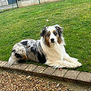 Uindy participe au concours pour gagner de l'argent avec cette photo : animal, australian_shepherd, blue_eyes, canine, daylight, dog, fence, fur, garden, grass, leisure, lying_down, nature, outdoor, pet, portrait, quiet, resting, stone_path, yard