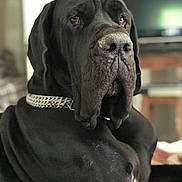Clyde participe au concours pour gagner de l'argent avec cette photo : dog, great_dane, black_dog, large_dog, pet, indoor, chain_collar, portrait, animal, canine, mammal, face, fur, ears, nose, closeup, domestic_animal, sitting, wrinkles, background_blur