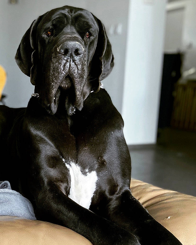 Clyde a rejoint le concours — aidez-le/la à gagner de superbes lots ! animal, black_dog, calm, canine, companion, couch, dog, domestic, friendly, fur, great_dane, house, indoors, large_dog, mammal, pet, portrait, relaxed, resting, white_patch