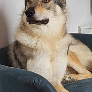 Urkhan participe au concours pour gagner de l'argent avec cette photo : alert, armchair, blanket, canine, dog, ears, eyes, fur, furniture, home, indoor, muzzle, nose, paws, pet, portrait, relaxed, sitting, sofa, wolf_like