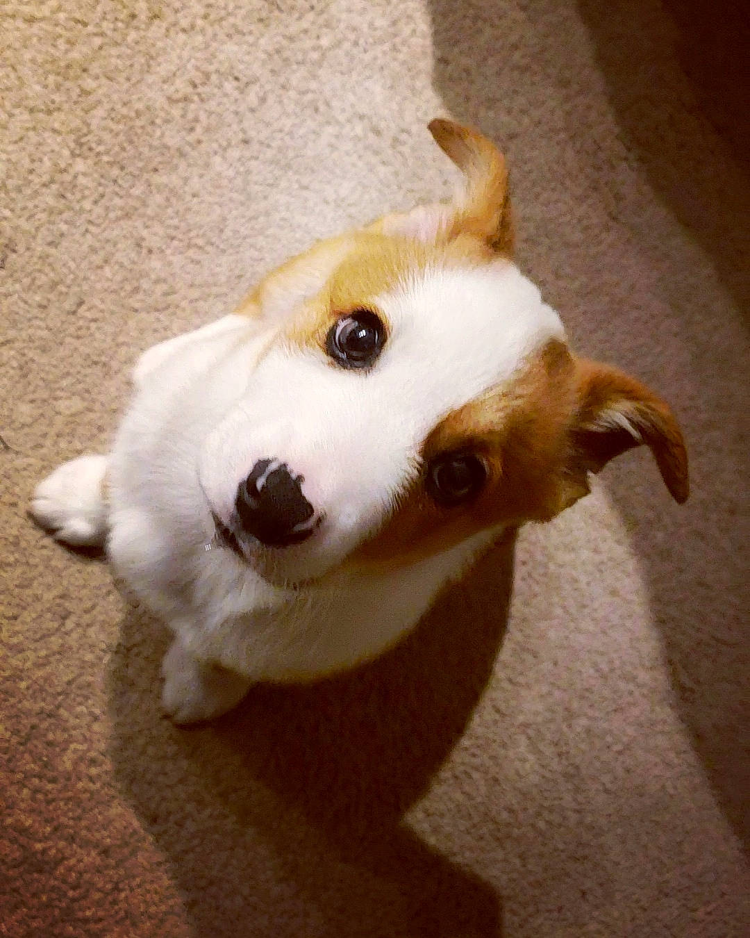 Bodhi joined the competition — help win amazing prizes! ancient_dog_breeds, canidae, carnivore, companion_dog, dog, dog_breed, dog_supply, ear, fawn, flooring, fur, paw, sporting_group, tail, terrestrial_animal, toy, whiskers, wood, working_animal, working_dog