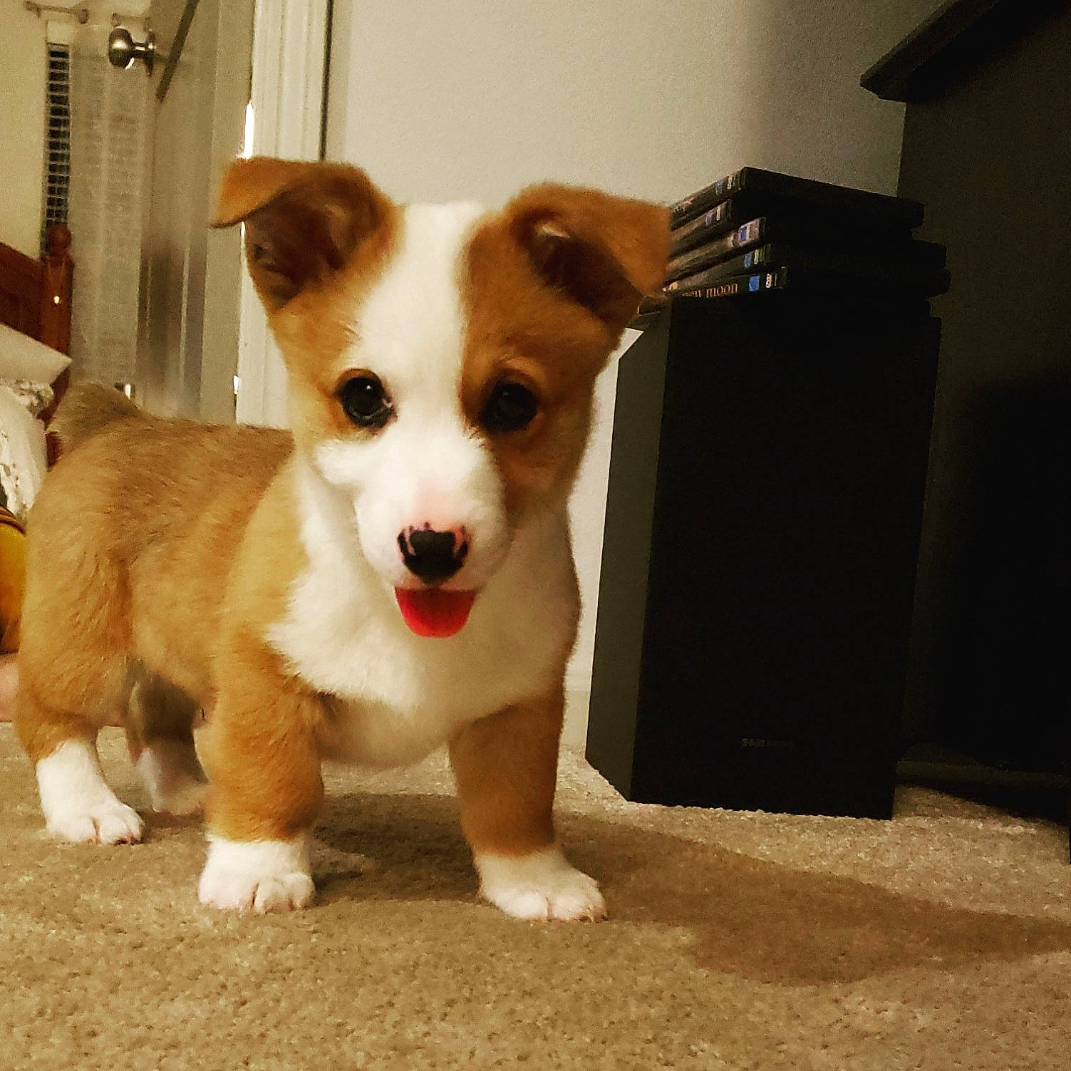 Bodhi joined the competition — help win amazing prizes! ancient_dog_breeds, carnivore, companion_dog, dog, dog_breed, fawn, flooring, fur, hardwood, irishjacks, non_sporting_group, paw, snout, tail, terrestrial_animal, toy_dog, whiskers, working_animal