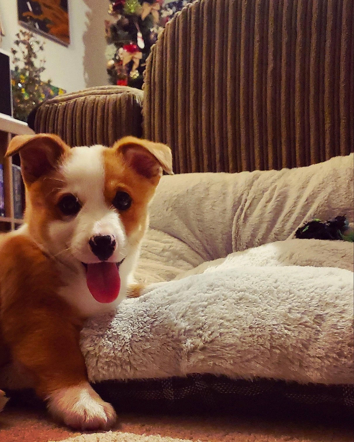 Bodhi joined the competition — help win amazing prizes! cardigan_welsh_corgi, carnivore, chair, comfort, companion_dog, couch, dog, dog_breed, fawn, flooring, fur, furniture, happy, hardwood, light, paw, snout, tail, whiskers, wood