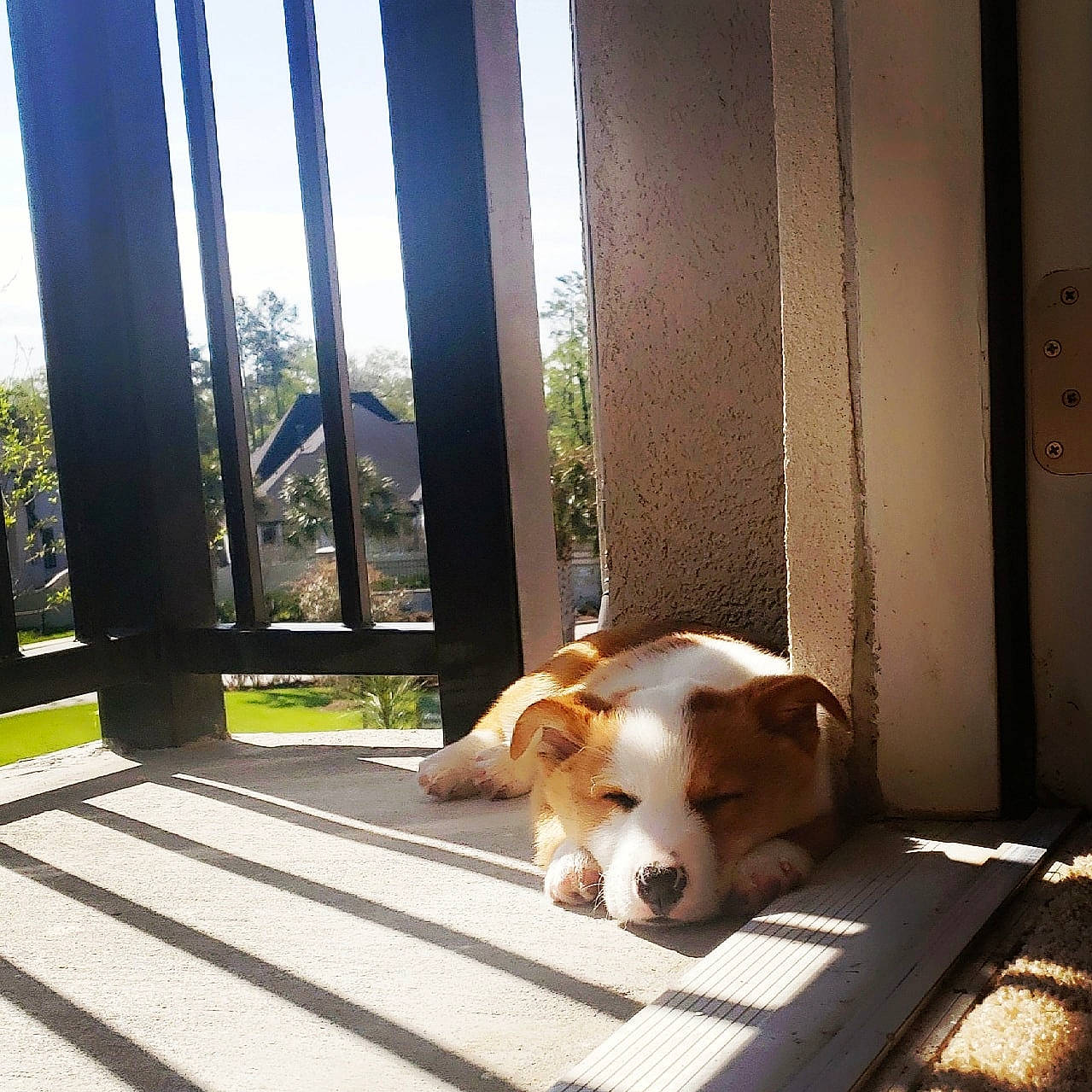 Bodhi joined the competition — help win amazing prizes! carnivore, comfort, companion_dog, dog, dog_breed, door, fawn, floor, flooring, hardwood, pet_supply, plant, shade, sky, sunlight, tail, tints_and_shades, window, wood, working_animal