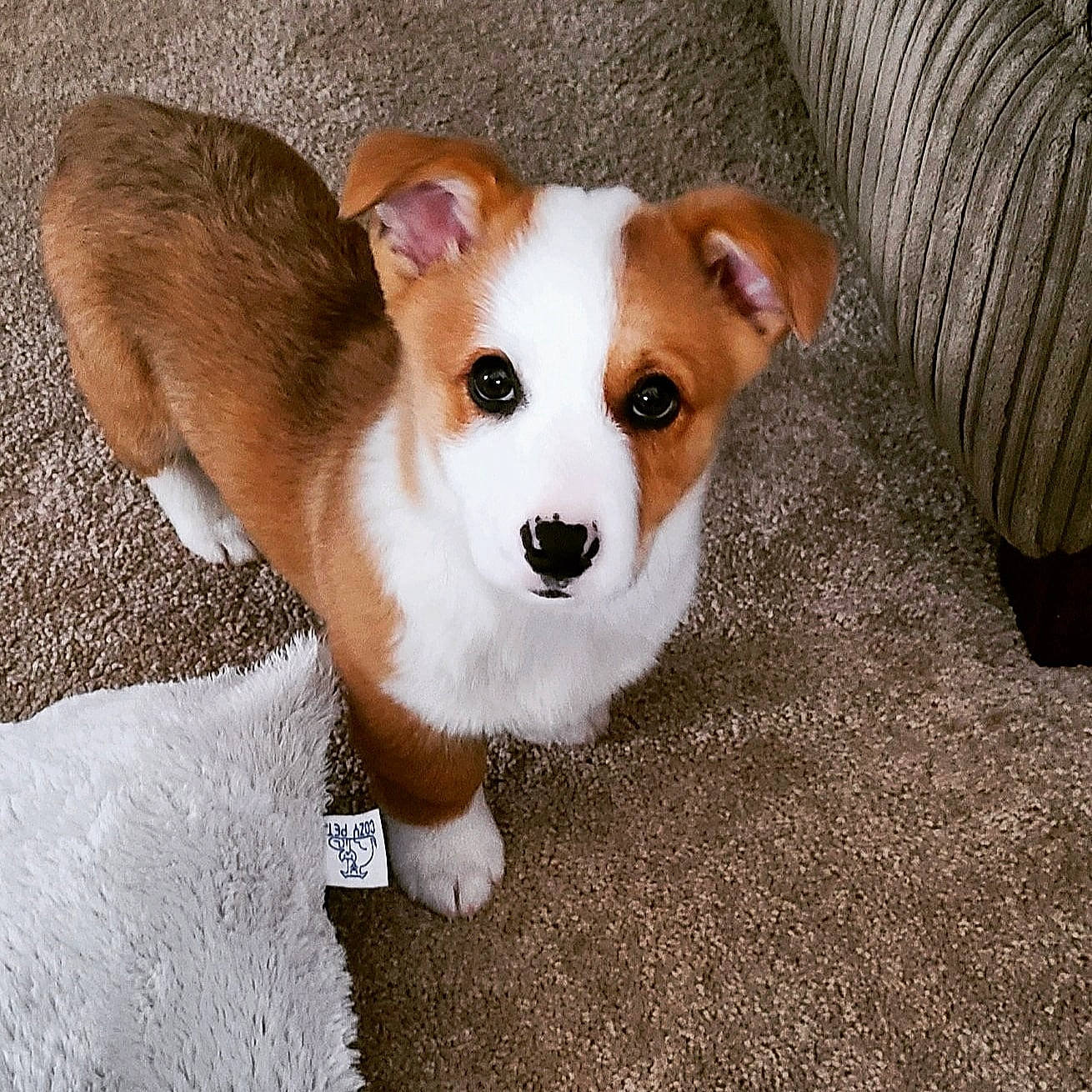 Bodhi is registered to the contest to win money with this photo: ancient_dog_breeds, canidae, carnivore, collar, companion_dog, dog, dog_breed, dog_supply, fawn, fur, irishjacks, non_sporting_group, snout, sporting_group, tail, terrestrial_animal, toy, toy_dog, whiskers, working_animal