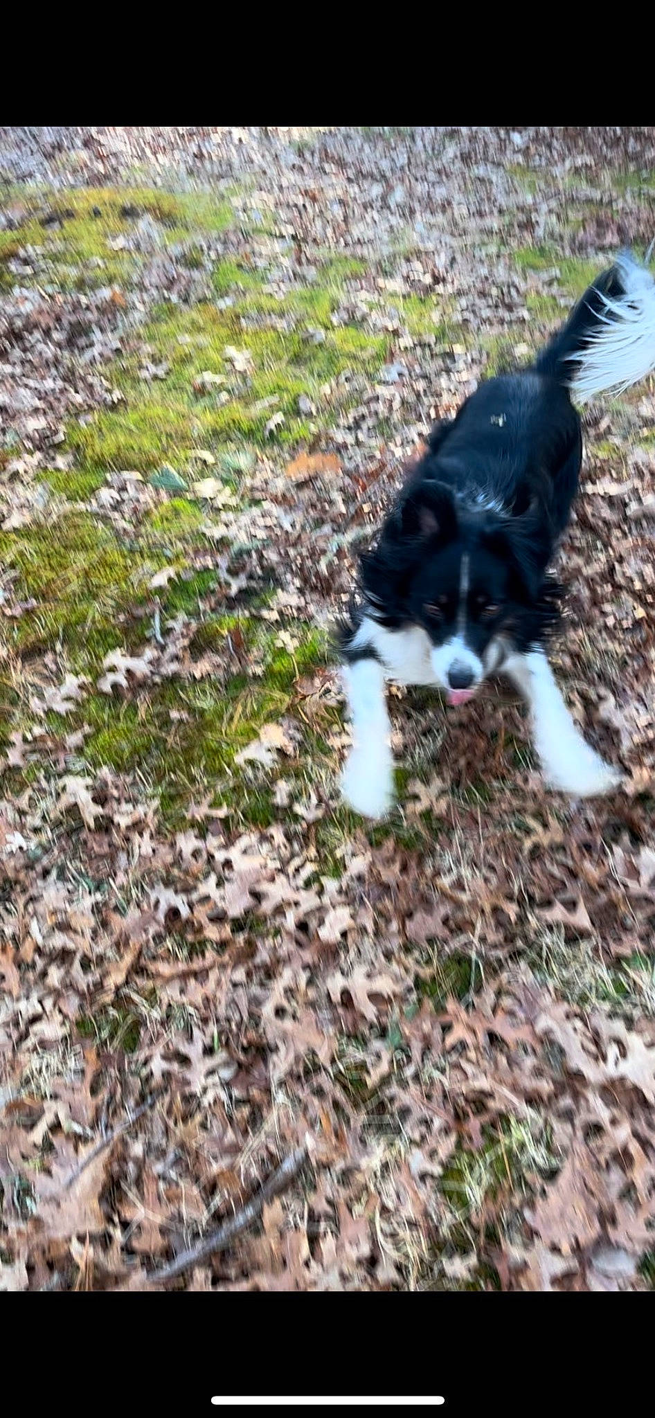 Rocky joined the competition — help win amazing prizes! canidae, carnivore, companion_dog, dog, dog_breed, fur, grass, groundcover, herding_dog, plant, soil, sporting_group, tail, terrestrial_animal, tree, whiskers, working_dog