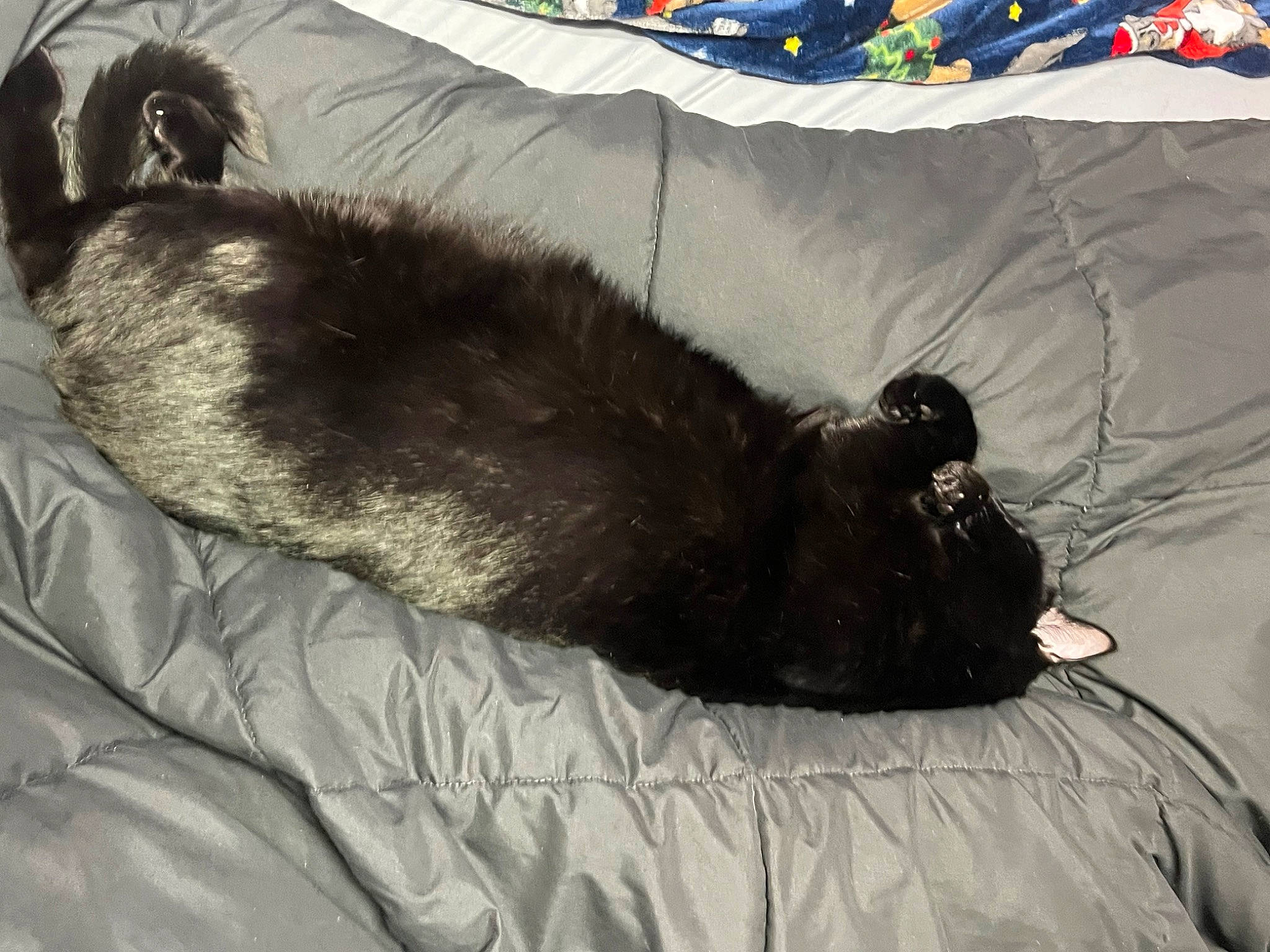 Gunther joined the competition — help win amazing prizes! black_cat, bombay, canidae, carnivore, cat, claw, comfort, dog_breed, domestic_short_haired_cat, felidae, fur, grey, linens, nap, paw, small_to_medium_sized_cats, sporting_group, tail, terrestrial_animal, whiskers