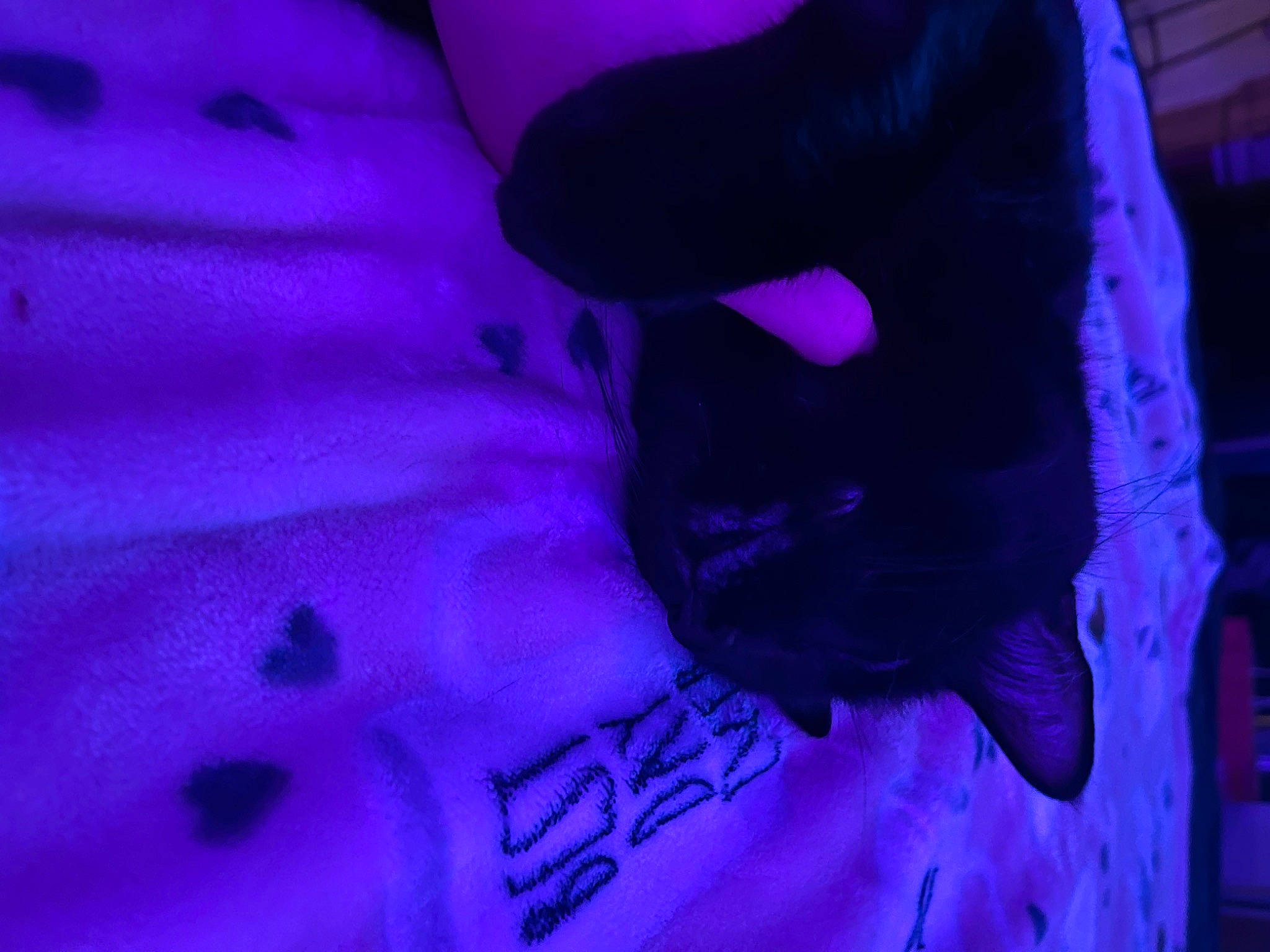 Gunther is registered to the contest to win money with this photo: azure, blue, carnivore, darkness, electric_blue, felidae, fur, gesture, magenta, nail, petal, pink, plant, purple, room, small_to_medium_sized_cats, teddy_bear, tree, violet