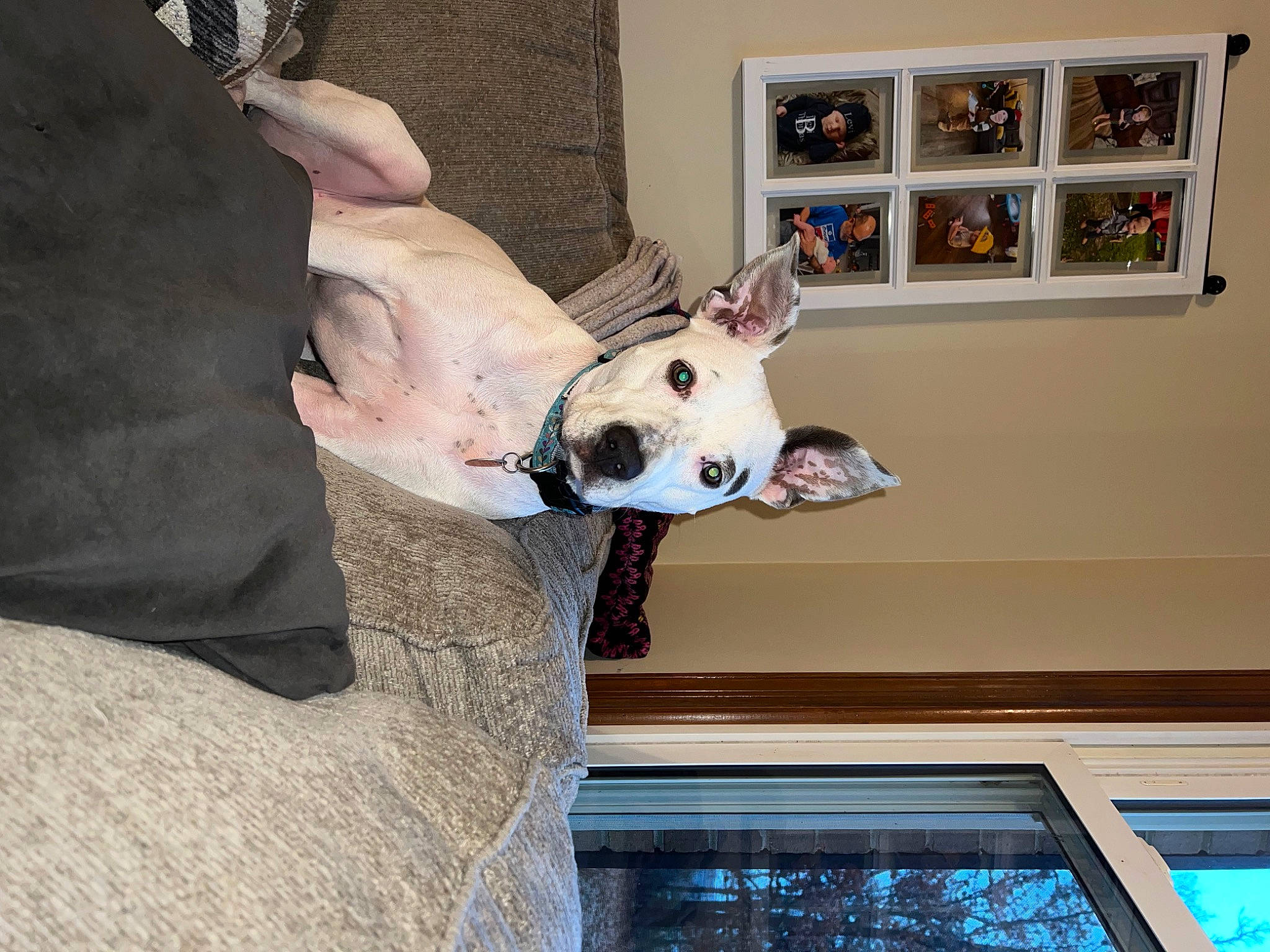 Cardi is registered to the contest to win money with this photo: art, canidae, carmine, carnivore, companion_dog, dog, dog_breed, ear, fawn, felidae, picture_frame, room, sculpture, snout, sporting_group, statue, whiskers, window, wood, working_animal