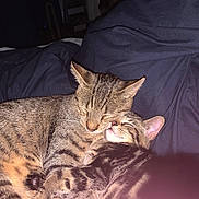 Oscar joined the competition — help win amazing prizes! tabby_cat, cat, kitten, snuggling, sleeping, pets, animal, feline, fur, cute, cozy, domestic_animal, whiskers, ears, bed, blanket, rest, companion, affection, indoor