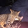 tabby_cat, cat, kitten, snuggling, sleeping, pets, animal, feline, fur, cute, cozy, domestic_animal, whiskers, ears, bed, blanket, rest, companion, affection, indoor