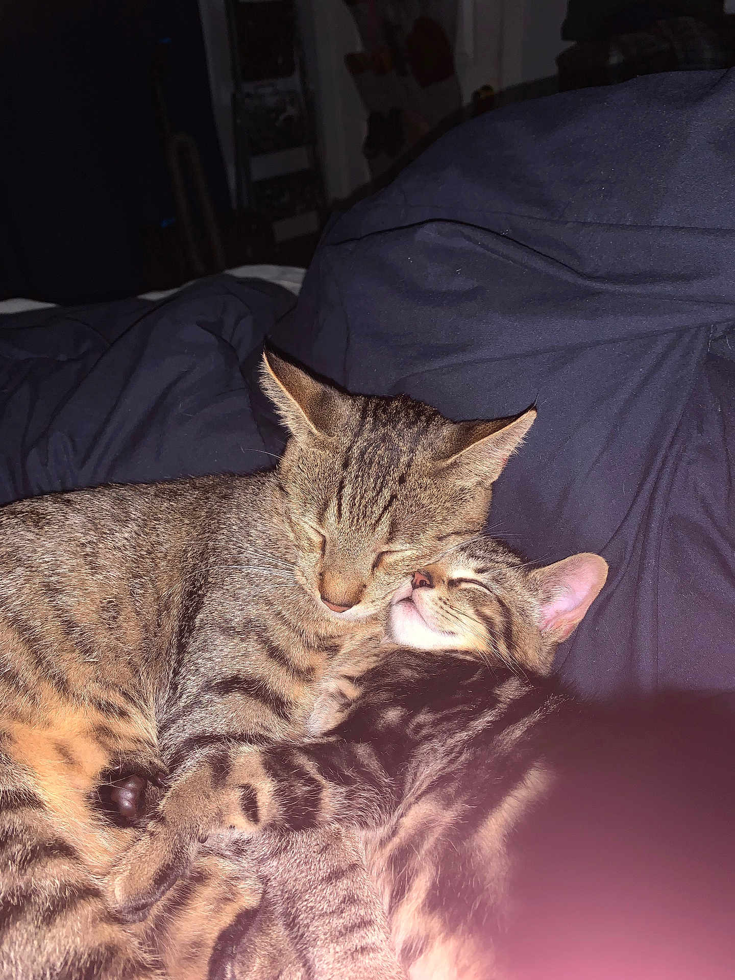 Oscar joined the competition — help win amazing prizes! tabby_cat, cat, kitten, snuggling, sleeping, pets, animal, feline, fur, cute, cozy, domestic_animal, whiskers, ears, bed, blanket, rest, companion, affection, indoor