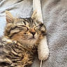 Bella a rejoint le concours — aidez-le/la à gagner de superbes lots ! cat, kitten, tabby, fluffy, sleeping, nap, closed_eyes, whiskers, ears, paws, fur, pet, animal, cute, cozy, blanket, toy, indoor, portrait, relaxed