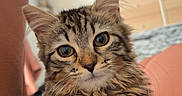 Bella a rejoint le concours — aidez-le/la à gagner de superbes lots ! cat, kitten, tabby, fluffy, fur, whiskers, ears, paws, animal, pet, portrait, close_up, sitting, indoor, living_room, television, lap, cozy, striped, alert