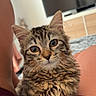 cat, kitten, tabby, fluffy, fur, whiskers, ears, paws, animal, pet, portrait, close_up, sitting, indoor, living_room, television, lap, cozy, striped, alert