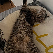 Bella a rejoint le concours — aidez-le/la à gagner de superbes lots ! cat, fluffy_cat, sleeping, lying_down, upside_down, bed, bedroom, bedding, pillow, blanket, fur, tail, paws, relaxed, indoor, home, cozy, pet, striped_fur, funny_pose