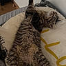 cat, fluffy_cat, sleeping, lying_down, upside_down, bed, bedroom, bedding, pillow, blanket, fur, tail, paws, relaxed, indoor, home, cozy, pet, striped_fur, funny_pose