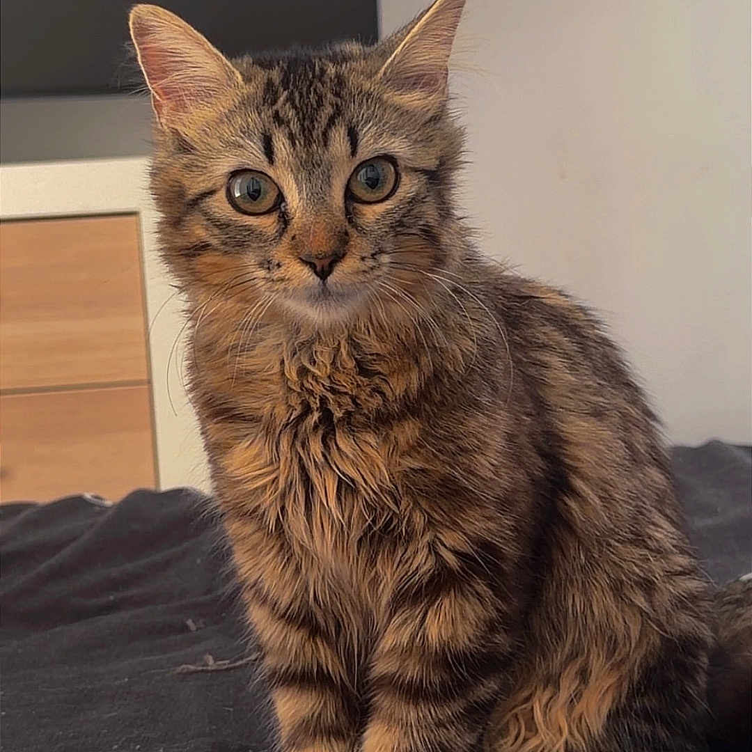 Bella participe au concours pour gagner de l'argent avec cette photo : cat, kitten, tabby, fluffy, fur, brown, black, striped, pet, animal, sitting, portrait, indoors, bed, bedspread, bedroom, ears, eyes, whiskers, alert