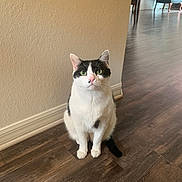 Kiwi is registered to the contest to win money with this photo: baseboard, black_and_white_cat, cat, chair, closeup, ears, feline, furniture, green_eyes, hardwood_floor, home_interior, indoors, looking_up, pet, portrait, sitting, tail, wall, whiskers, wooden_floor