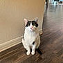baseboard, black_and_white_cat, cat, chair, closeup, ears, feline, furniture, green_eyes, hardwood_floor, home_interior, indoors, looking_up, pet, portrait, sitting, tail, wall, whiskers, wooden_floor