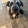dog, pet, indoor, floor, tile, brown_eyes, fur, black_fur, gray_fur, white_patch, looking_up, curious, animal, companion, canine, sitting, closeup, portrait, house, domestic