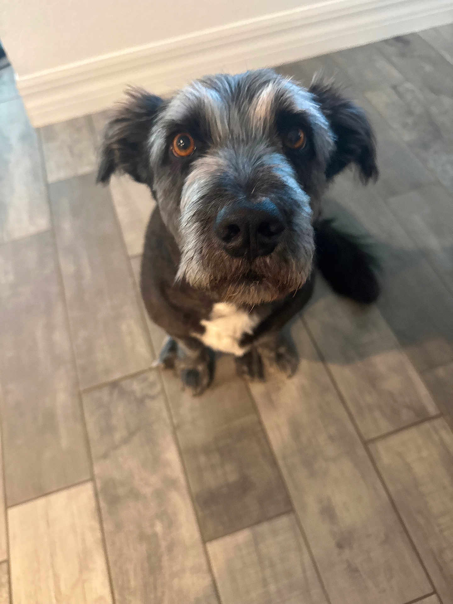 Rufus