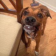 Laya is registered to the contest to win money with this photo: dog, brown_dog, pet, indoor, wooden_floor, chair, cushioned_chair, canine, smile, teeth, collar, flooring, furniture, looking_up, animal, domestic_animal, friendly, cute, expression, household