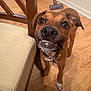 dog, brown_dog, pet, indoor, wooden_floor, chair, cushioned_chair, canine, smile, teeth, collar, flooring, furniture, looking_up, animal, domestic_animal, friendly, cute, expression, household