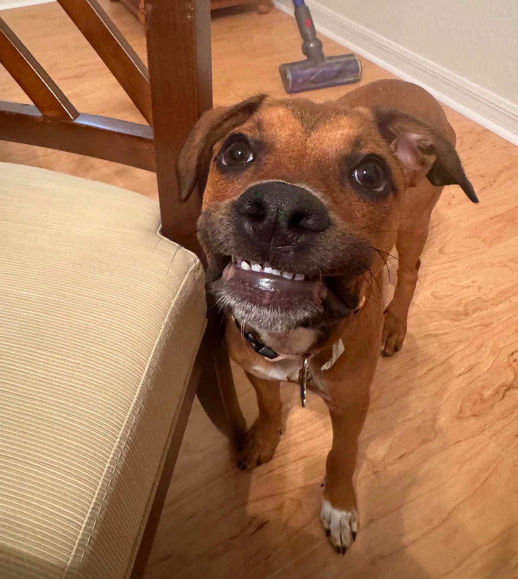 Laya is registered to the contest to win money with this photo: dog, brown_dog, pet, indoor, wooden_floor, chair, cushioned_chair, canine, smile, teeth, collar, flooring, furniture, looking_up, animal, domestic_animal, friendly, cute, expression, household