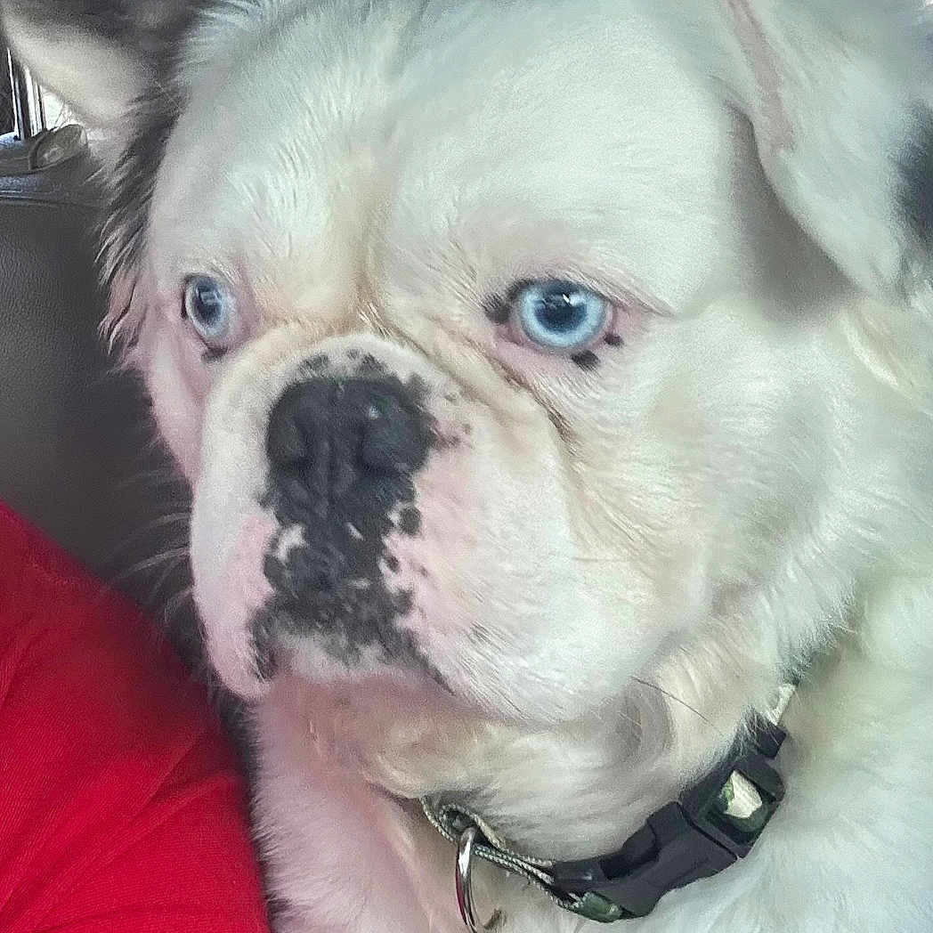 Rocky joined the competition — help win amazing prizes! dog, white_dog, blue_eyes, car_interior, collar, pet, animal, close_up, seated, window, black_spots, fur, companion, curious, indoor, person_partial, red_shirt, seat, looking_away, domestic_animal