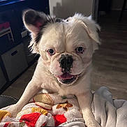 Rocky joined the competition — help win amazing prizes! dog, white_dog, indoor, pet, blanket, happy, close_up, floor, furniture, living_room, cute, smiling, canine, fur, animal, playful, nose, ears, tongue, expression