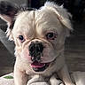 Rocky joined the competition — help win amazing prizes! dog, puppy, close_up, white_fur, black_spots, ear, tongue, blanket, indoor, floor, pet, animal, cute, expression, face, fur, sitting, soft, background, domestic