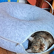 Pantoufle a rejoint le concours — aidez-le/la à gagner de superbes lots ! cat, tabby_cat, pet_bed, gray, zipper, cozy, indoor, wooden_floor, flooring, feline, animal, resting, snug, fur, ears, eyes, close_up, comfort, domestic_animal, cute