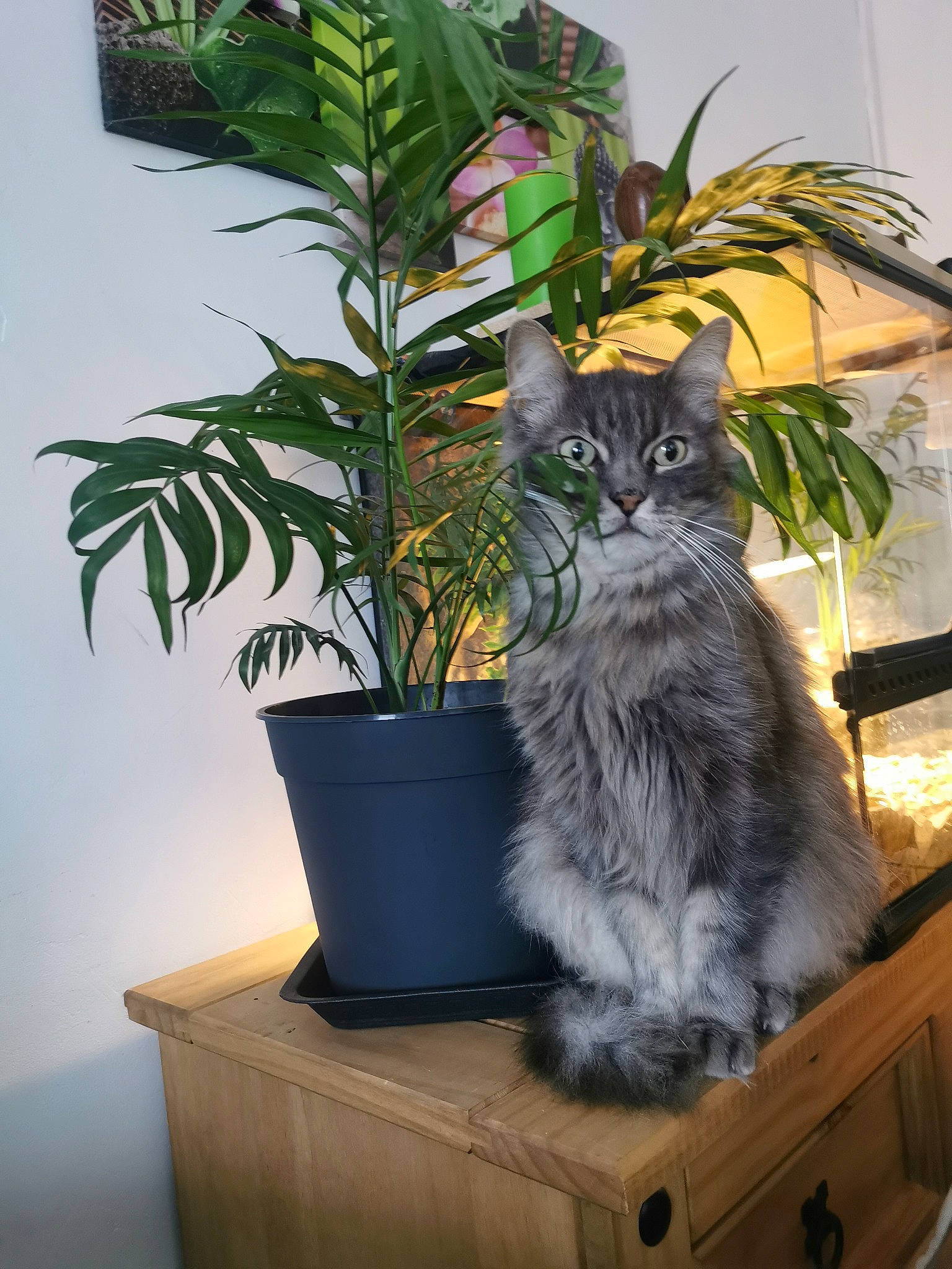 Soho a rejoint le concours — aidez-le/la à gagner de superbes lots ! carnivore, cat, domestic_long_haired_cat, domestic_short_haired_cat, european_shorthair, felidae, flowerpot, houseplant, maine_coon, norwegian_forest_cat, plant, ragamuffin, siberian, small_to_medium_sized_cats, whiskers