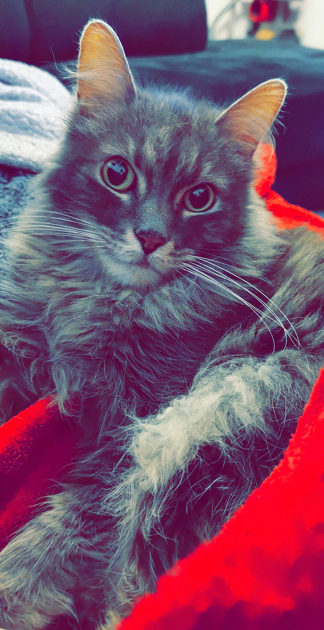 Soho participe au concours pour gagner de l'argent avec cette photo : asian, carnivore, cat, chartreux, felidae, fur, kitten, mammal, norwegian_forest_cat, small_to_medium_sized_cats, snout, whiskers