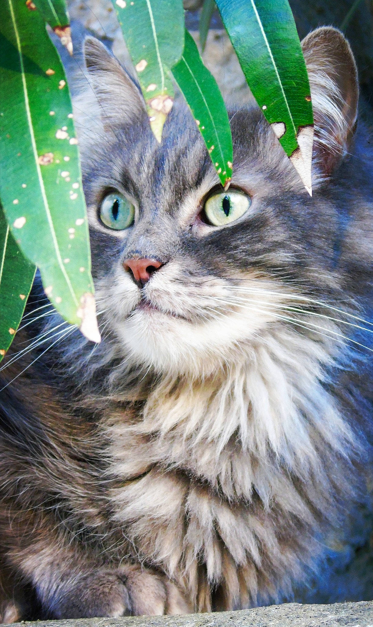 Soho participe au concours pour gagner de l'argent avec cette photo : asian_semi_longhair, carnivore, cat, domestic_long_haired_cat, european_shorthair, felidae, fur, kitten, maine_coon, mammal, norwegian_forest_cat, plant, ragamuffin, siberian, small_to_medium_sized_cats, tabby_cat, tree, vertebrate, whiskers, wildlife