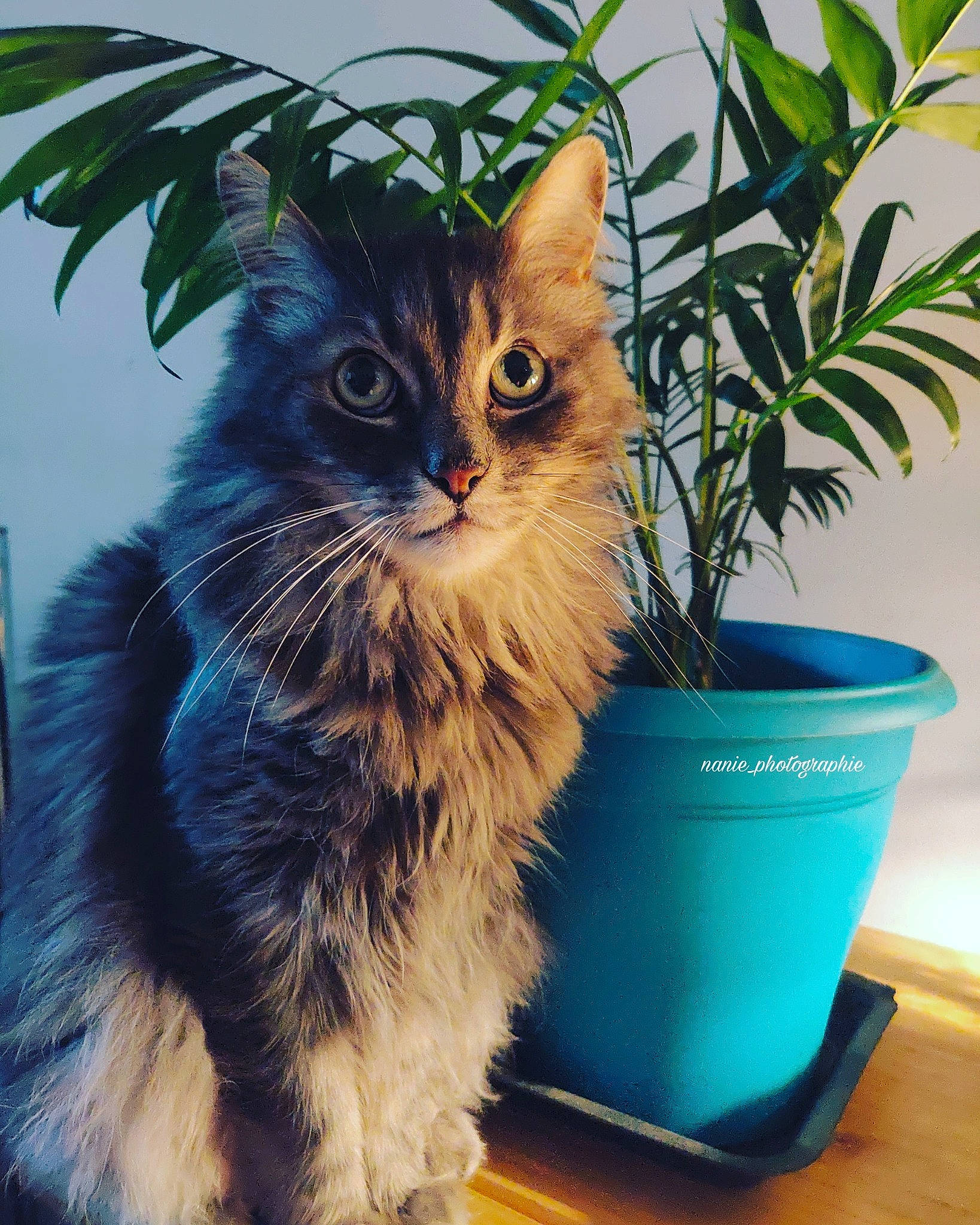 Soho participe au concours pour gagner de l'argent avec cette photo : carnivore, cat, domestic_long_haired_cat, domestic_short_haired_cat, european_shorthair, fawn, felidae, flowerpot, houseplant, kitten, maine_coon, mammal, norwegian_forest_cat, plant, ragamuffin, siberian, small_to_medium_sized_cats, tail, tree, whiskers