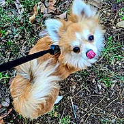 Zippity is registered to the contest to win money with this photo: animal, canine, cute, dog, ears, eyes, fluffy, fur, grass, ground, leash, leaves, nature, nose, outdoor, pet, small_dog, tail, tongue_out, walking