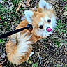 animal, canine, cute, dog, ears, eyes, fluffy, fur, grass, ground, leash, leaves, nature, nose, outdoor, pet, small_dog, tail, tongue_out, walking