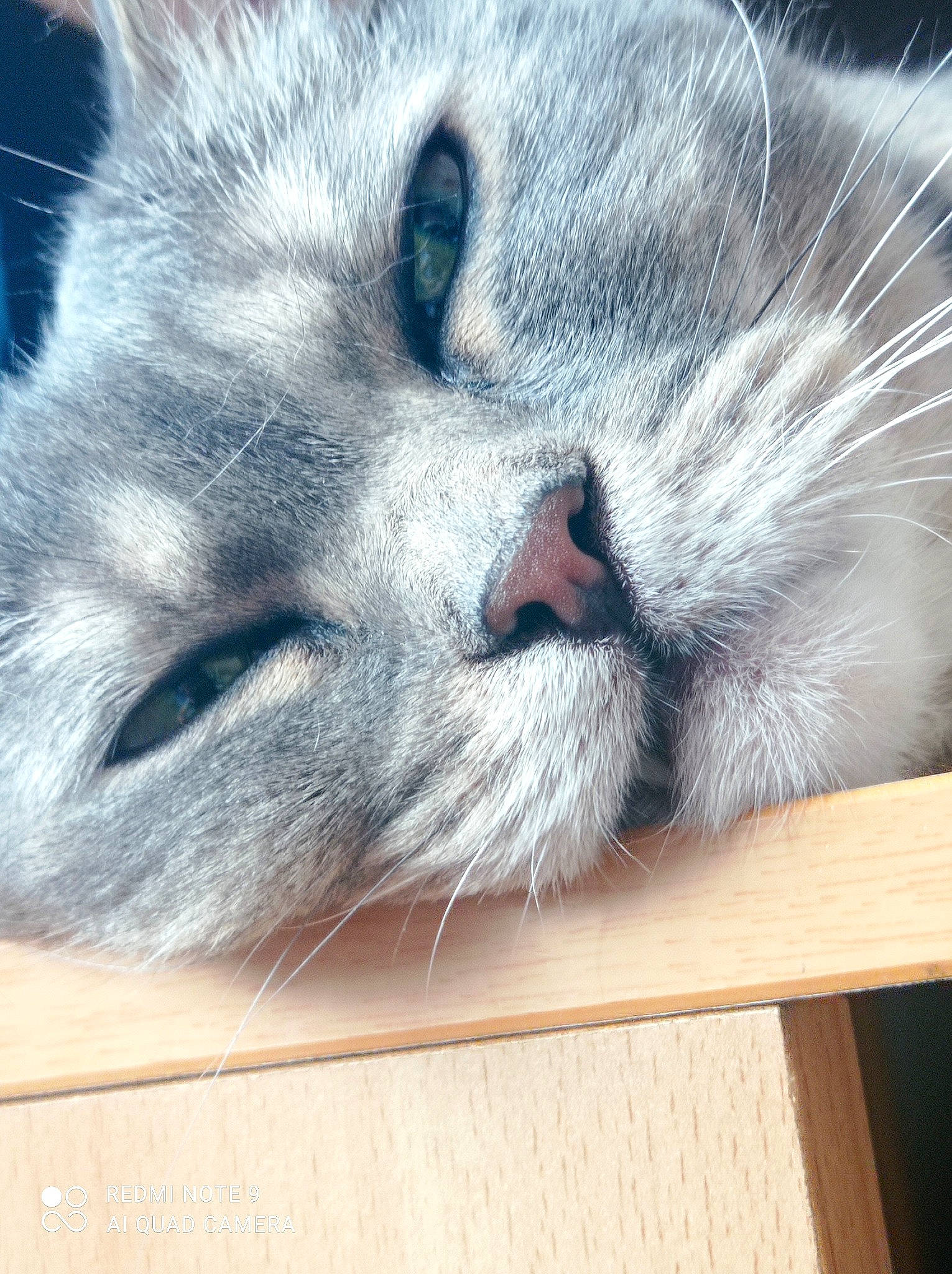 Sarah a rejoint le concours — aidez-le/la à gagner de superbes lots ! carnivore, cat, comfort, domestic_short_haired_cat, felidae, flooring, fur, hardwood, nap, paw, sleep, small_to_medium_sized_cats, snout, square, whiskers, wood