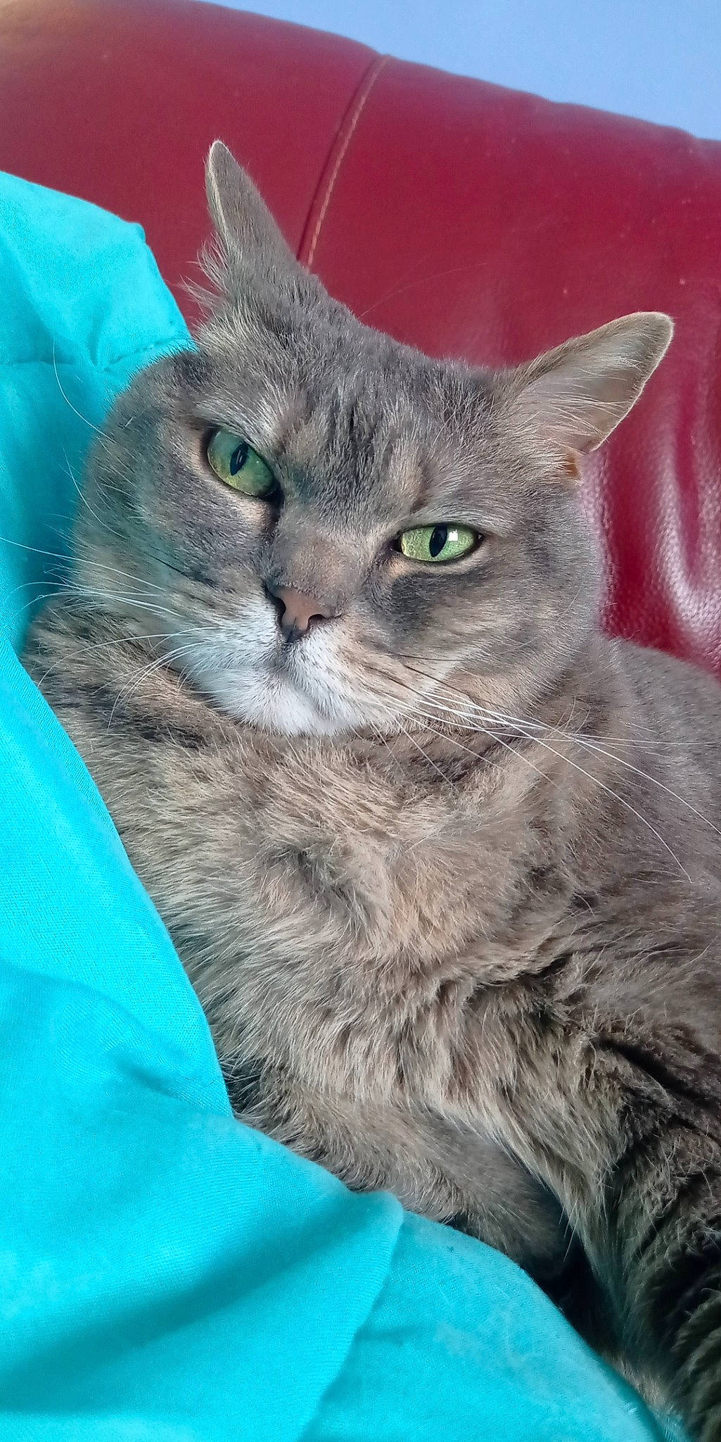 Sarah a rejoint le concours — aidez-le/la à gagner de superbes lots ! carnivore, cat, domestic_short_haired_cat, electric_blue, eye, felidae, fur, grey, iris, photo_caption, small_to_medium_sized_cats, snout, terrestrial_animal, whiskers, wildlife