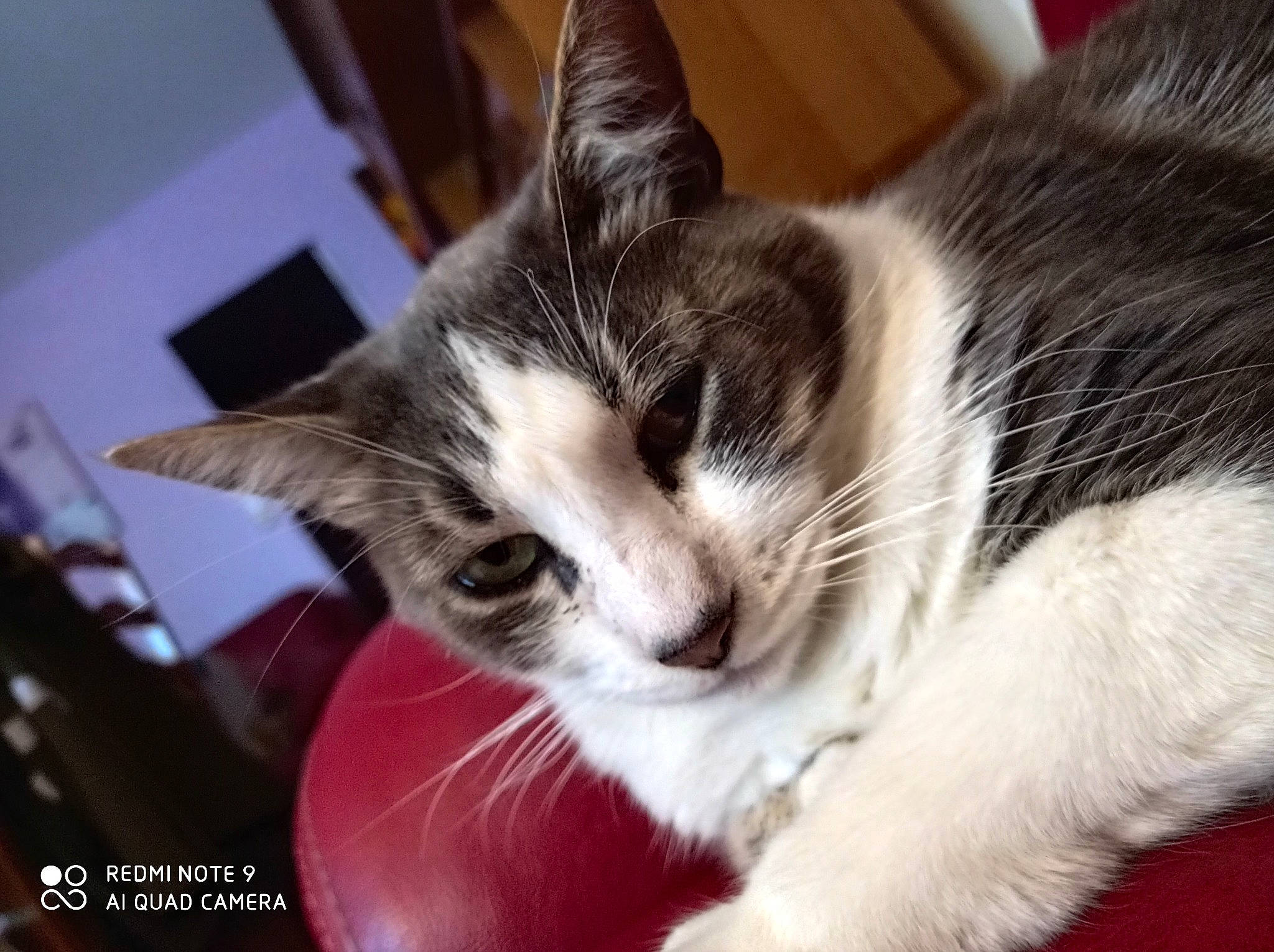 Pirate a rejoint le concours — aidez-le/la à gagner de superbes lots ! box, carnivore, cat, cat_supply, claw, comfort, domestic_short_haired_cat, felidae, fur, leg, nap, paw, small_to_medium_sized_cats, snout, tail, whiskers, window